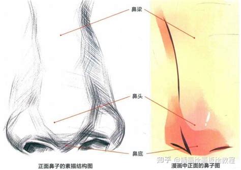 鼻子畫|【绘画教程】鼻子怎么画？教你几招，快速掌握鼻子的。